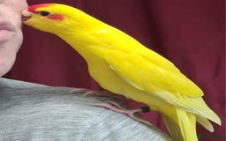 Parakeets birds for sale: Kakariki's x4 handreared kakariki's  - Image 15