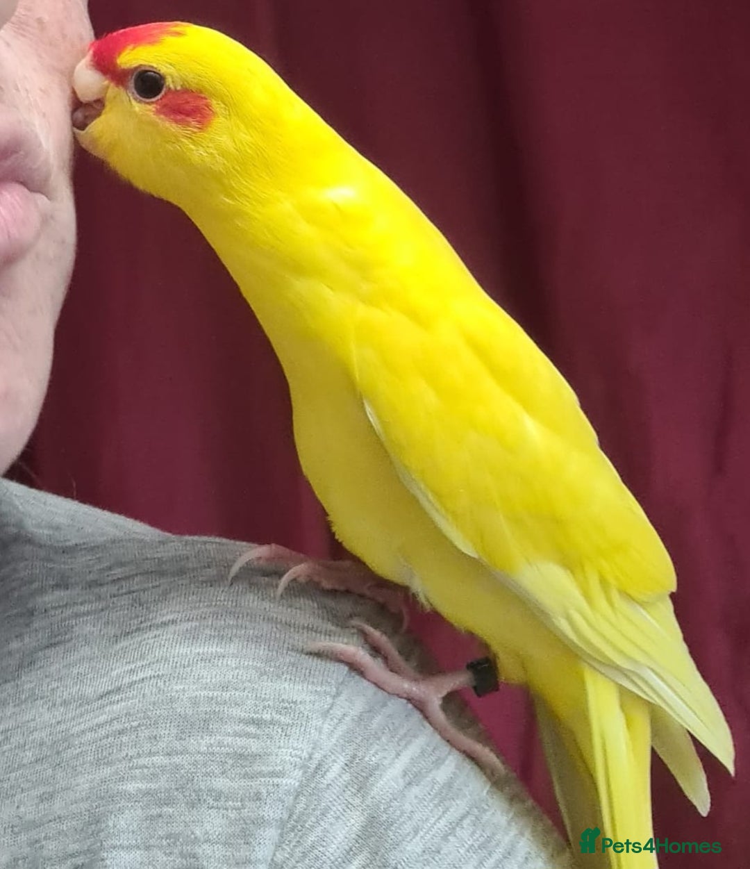 Parakeets birds for sale: Kakariki's x4 handreared kakariki's  - Image 15