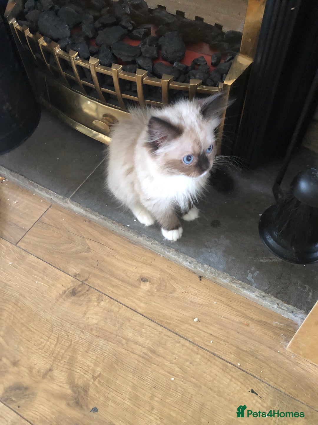 Ragdoll cats for sale: Beautiful Ragdoll kittens  - Image 4