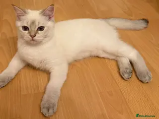 British Shorthair cats VACCINATED LOOKING FOR A LOVLEY HOME - Advert 14