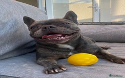 French Bulldog dogs for sale: Bella  - Image 10
