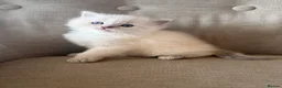 Ragdoll cats for sale: Mischievous trio of gorgeous ragdolls - Advert 16