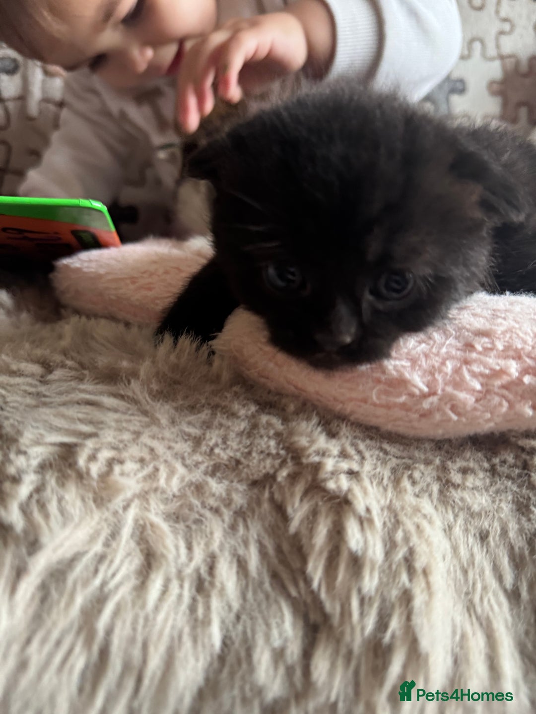 British Shorthair cats for sale: British shorthair cat  - Advert 4