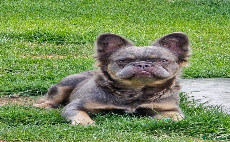 French Bulldog dogs - Advert 3