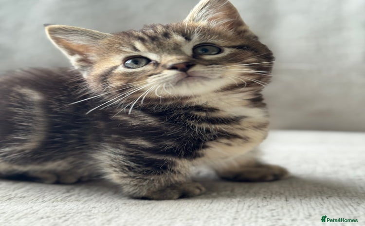 Munchkin cats Deposit secures 🩷 SHORT LEG Ragdoll x Munchkin - Advert 11