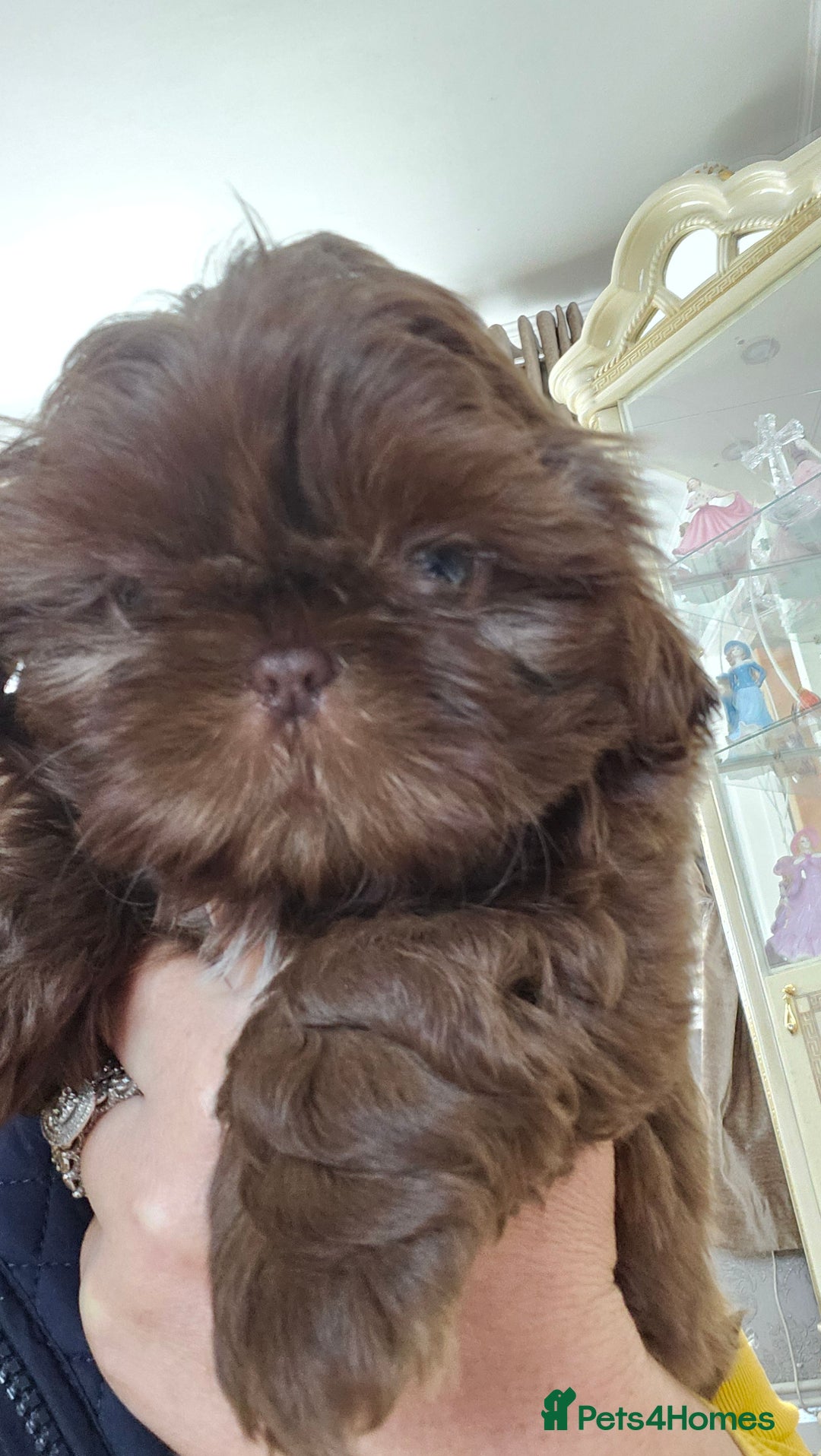 Shih Tzu dogs for sale: SHIH tzu puppies 🐶 outstanding - Image 13