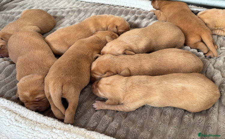 Labrador Retriever dogs - Advert 4