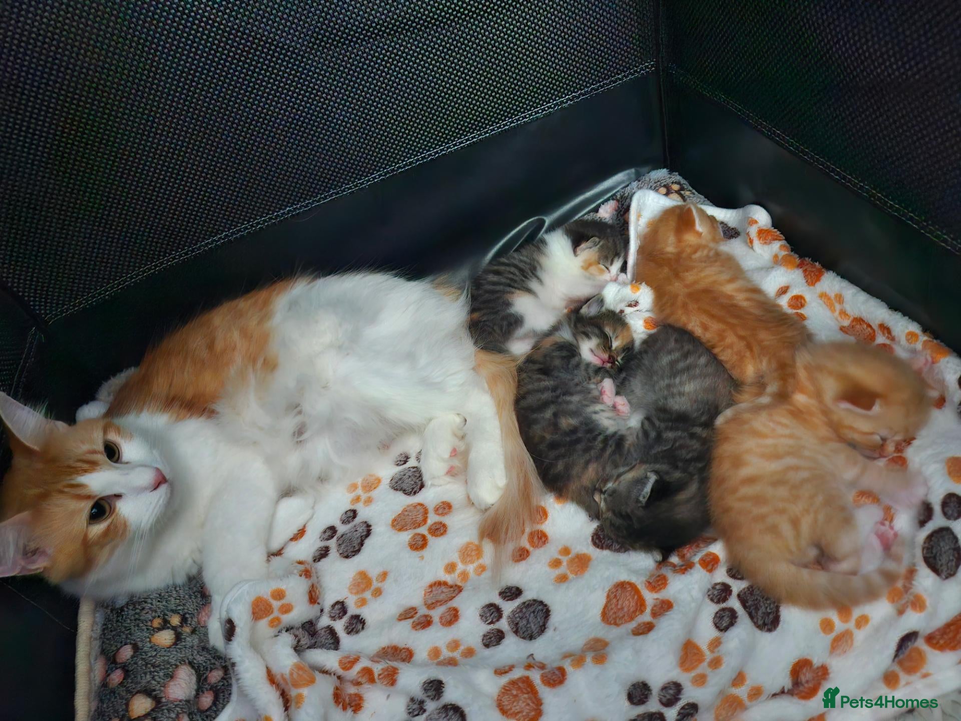 Mixed Breed cats Male and female tabby and ginger kittens  - Advert 1