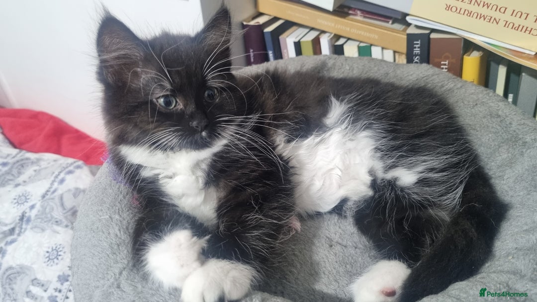 Turkish Angora cats for sale: Beautiful Fluffy Kittens Looking for Loving Homes - Image 24