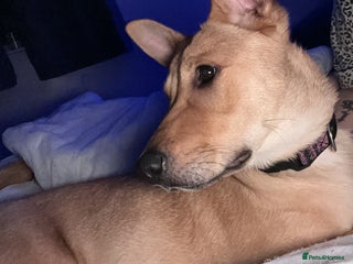 Mixed Breed dogs This is little Lexi - Advert 3