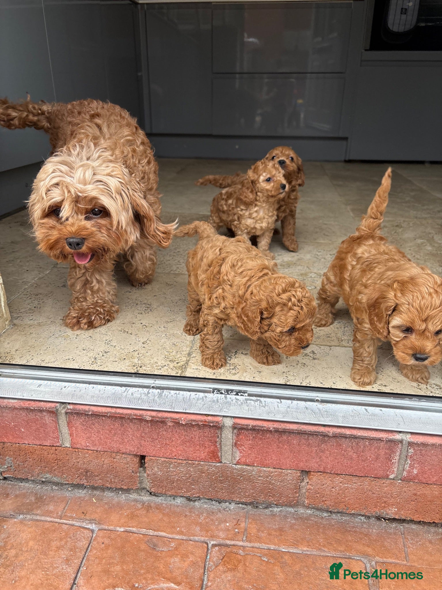 Cavapoo dogs Cavapoo f1b pups  - Advert 1