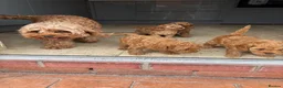 Cavapoo dogs for sale: Cavapoo f1b pups  - Advert 1