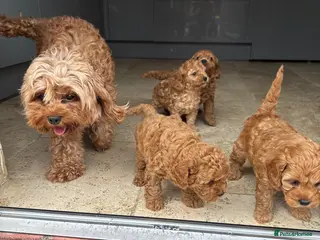 Cavapoo dogs Cavapoo f1b pups - Advert 2