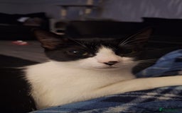 Mixed Breed cats for sale: 9 month old kitten.  - Advert 2