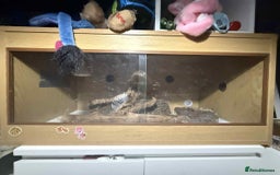 Snake reptiles for sale: Danger noodle 🐍 - Image 3