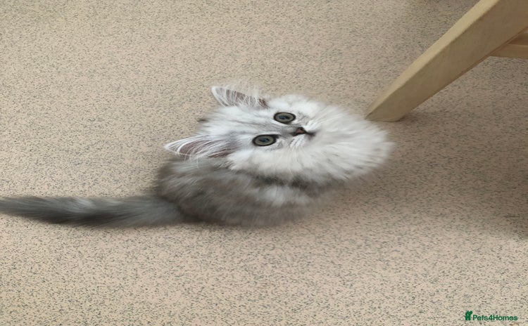 Persian cats - Advert 15