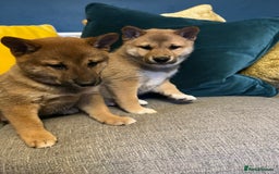 Japanese Shiba Inu dogs for sale: K.C reg Red Japanese Shiba Inu Puppies - Image 7