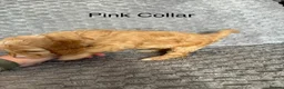 Cockapoo dogs for sale: Beautiful F2 Cockapoos  - Advert 12