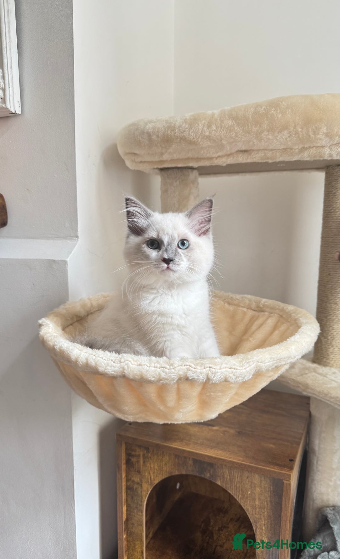 Ragdoll cats for sale: Handsome playful Ragdoll Kitten - Male - Image 6