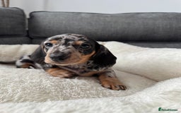 Miniature Dachshund dogs for sale: Adorable Miniature Dachshund Puppies  - Image 13