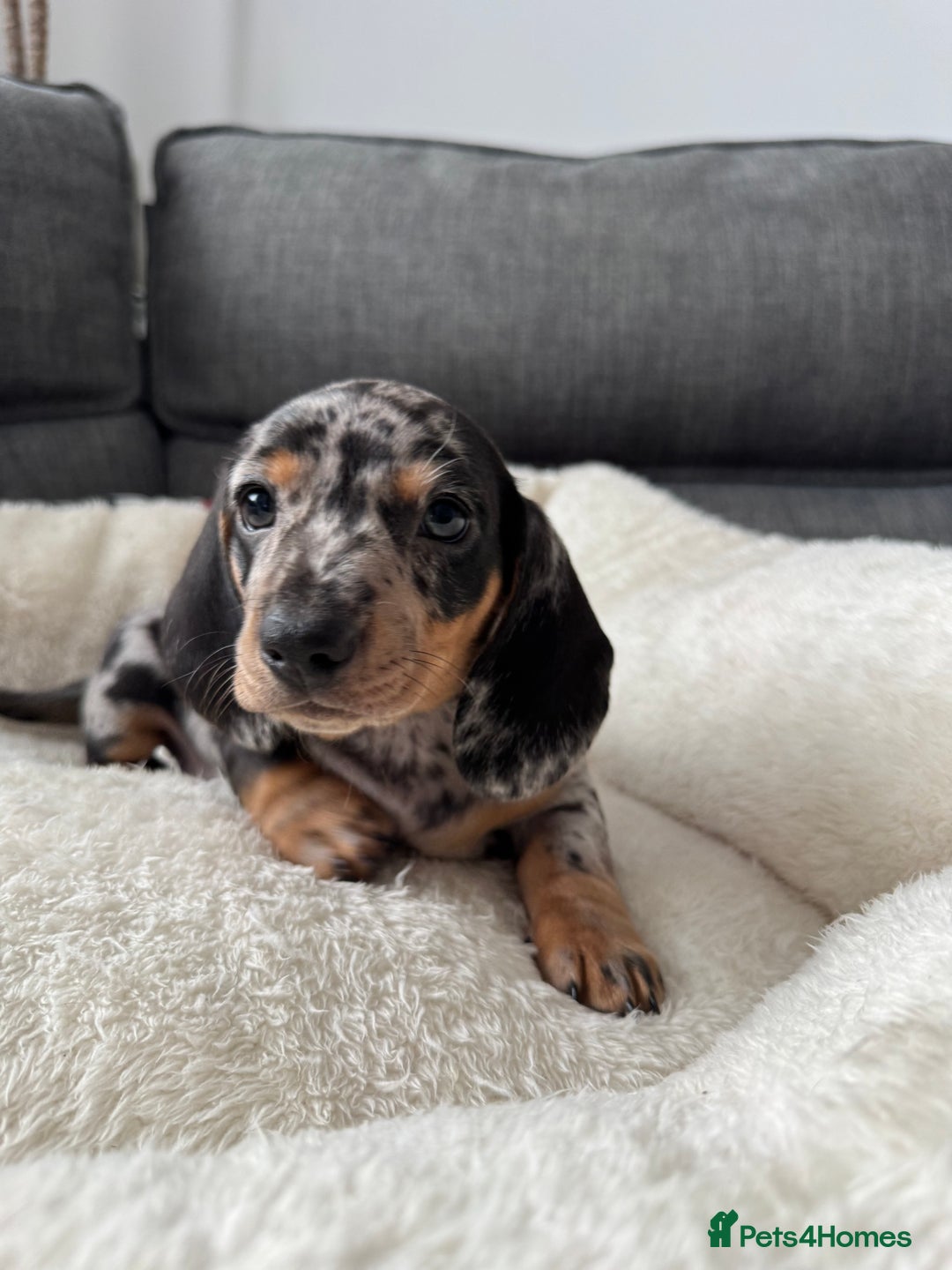 Miniature Dachshund dogs for sale: Adorable Miniature Dachshund Puppies  - Image 13