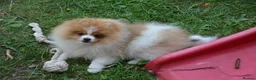 Pomeranian dogs for sale: PACO - Beautiful Pomeranian Boy - Advert 14