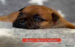 Staffordshire Bull Terrier dogs for sale: Outstanding Vangerbull Red SBT litter!  - Image 12