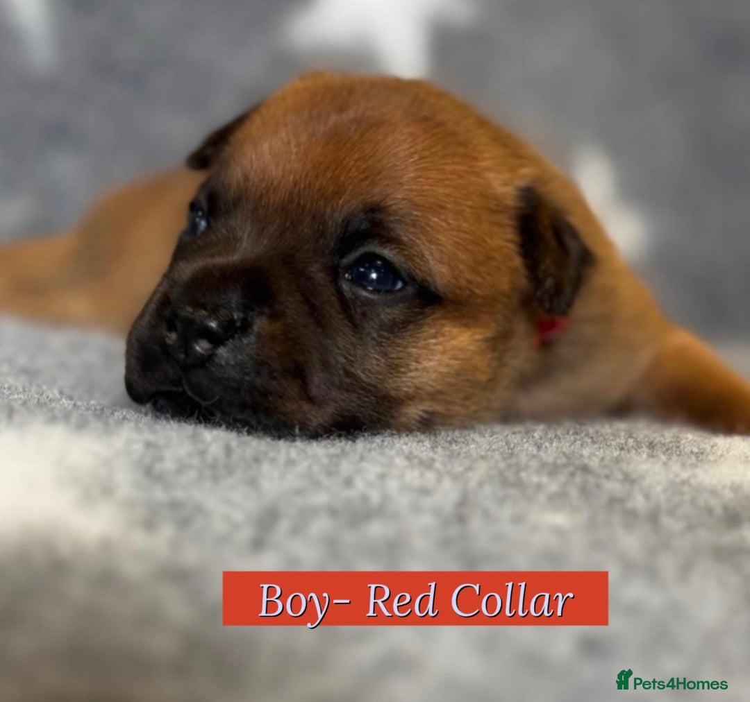 Staffordshire Bull Terrier dogs for sale: Outstanding Vangerbull Red SBT litter!  - Image 12