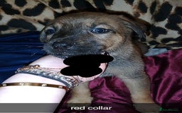 Mixed Breed dogs for sale: 10 lovely pups will be ready to go this week - Image 4