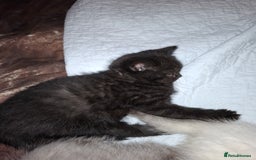 British Shorthair cats for sale: 5 British Shorthair Kittens For Sale - Image 10
