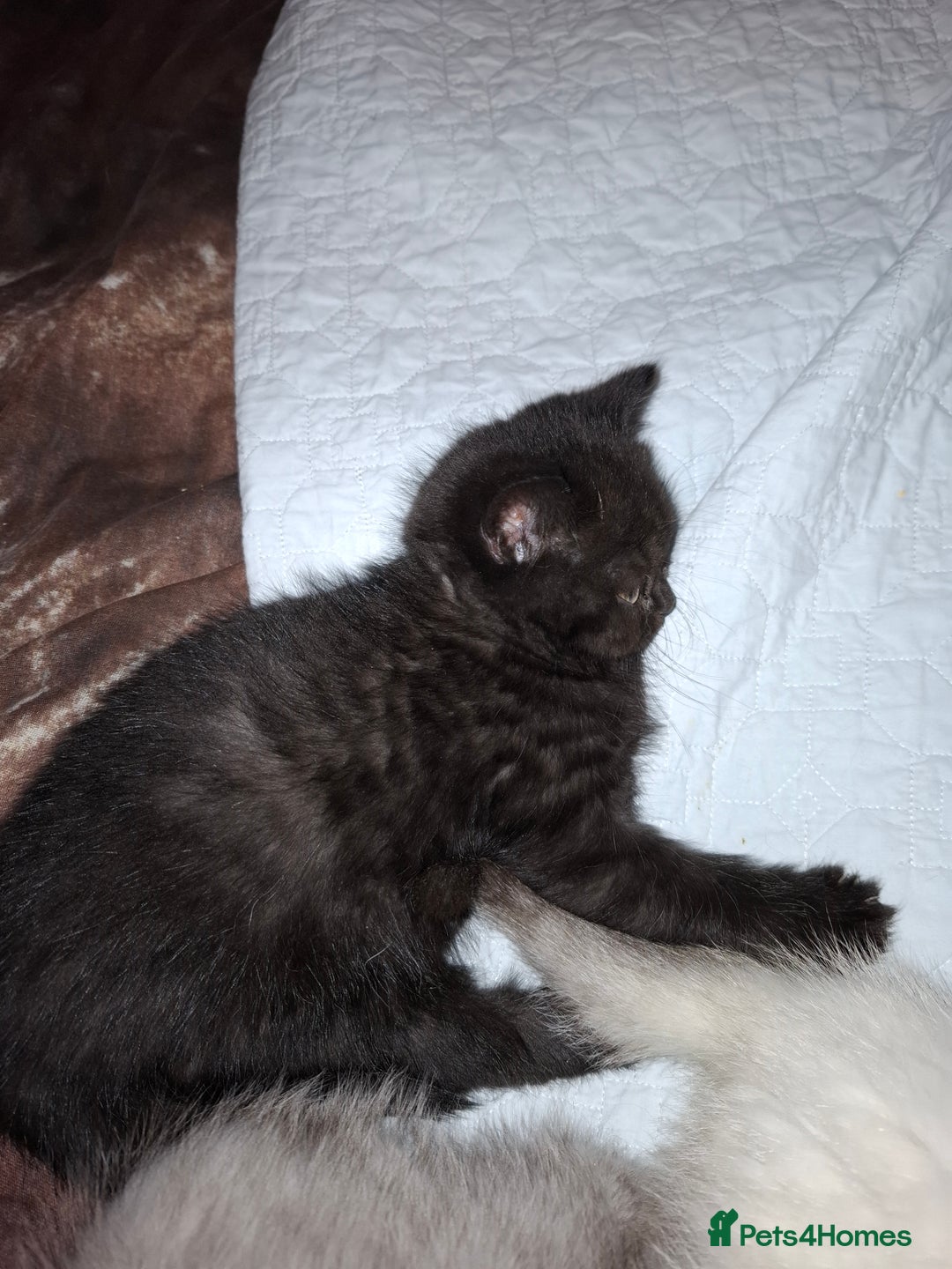 British Shorthair cats for sale: 5 British Shorthair Kittens For Sale - Image 10