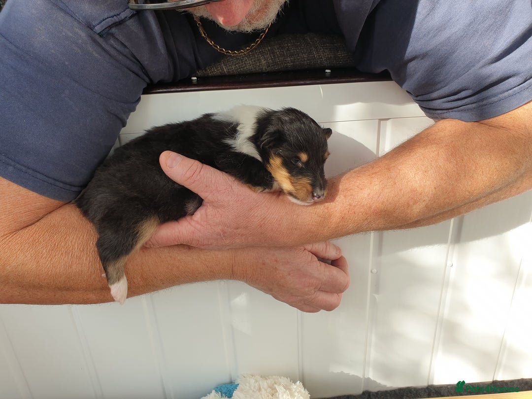 Rough Collie dogs for sale: Male Rough Collie puppy for sale - Image 1