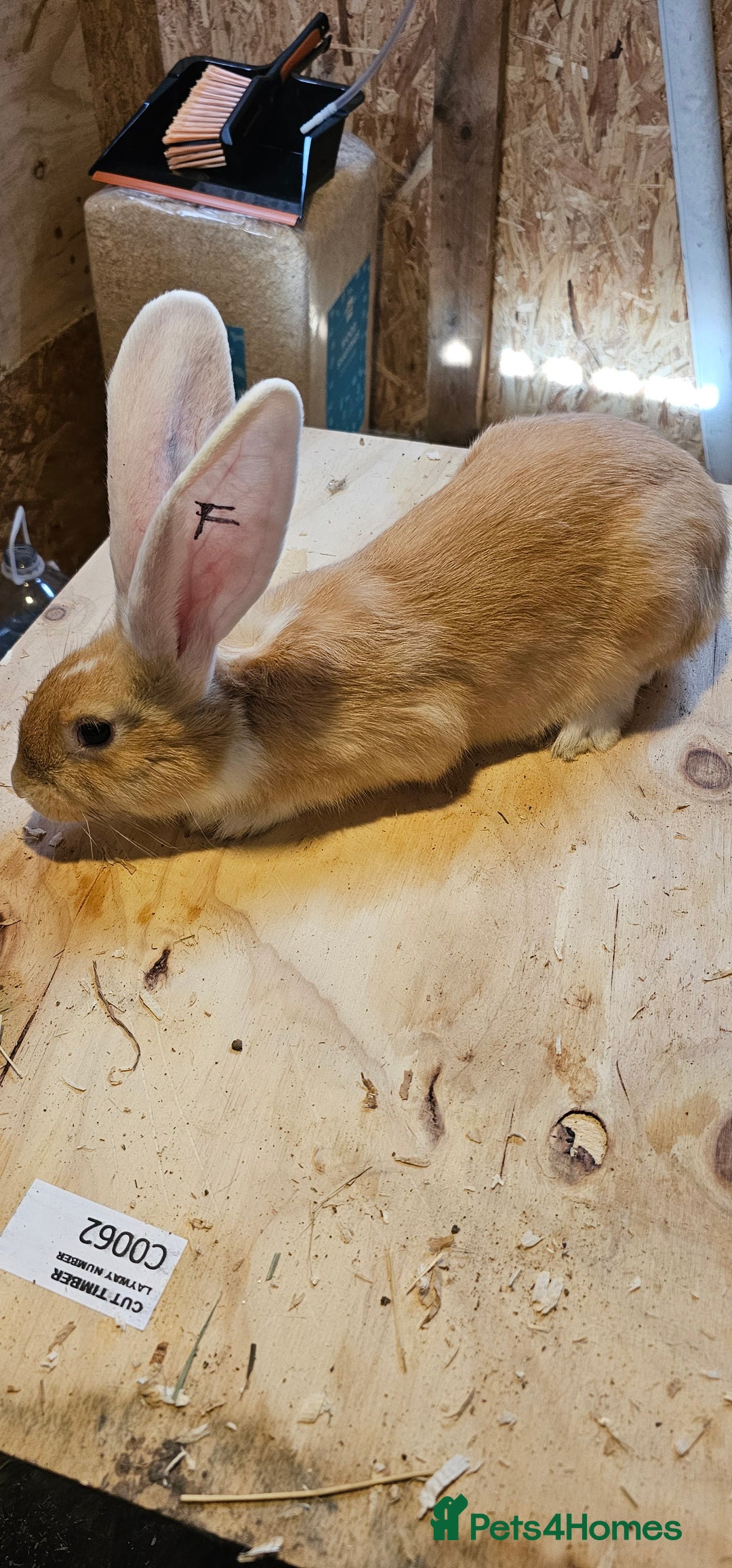 Continental Giant rabbits for sale: Continental Giants Merle - Image 15
