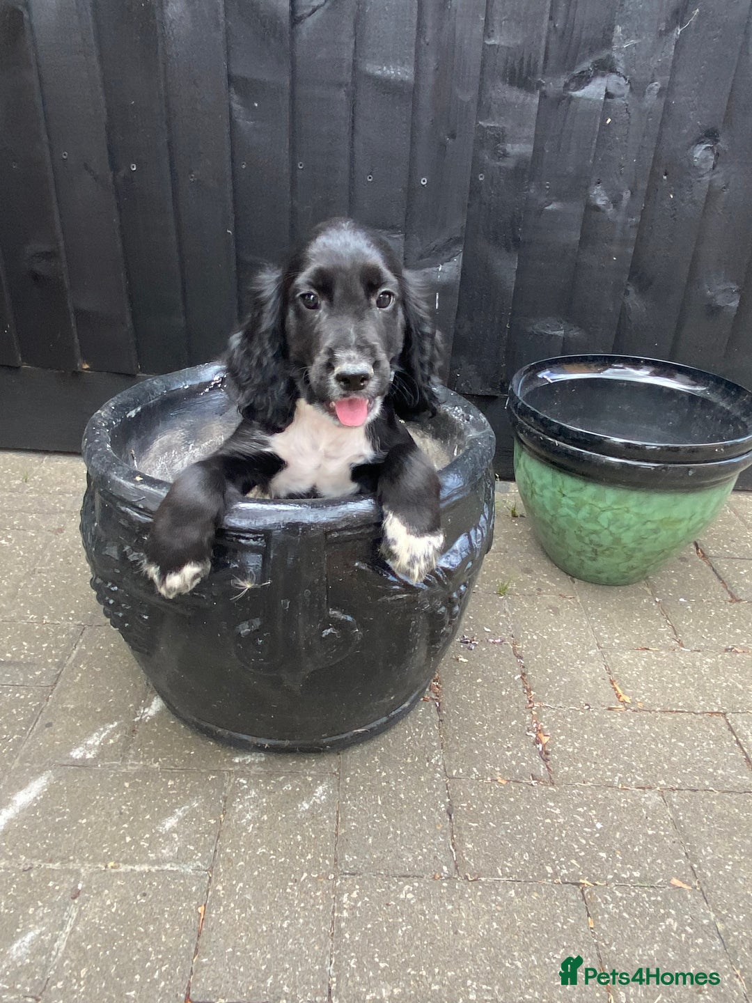 Cocker Spaniel dogs for sale: Cocker spaniel puppies  - Image 15