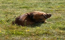 Rhodesian Ridgeback dogs for sale: Big bold bouncy bundles  - Image 10