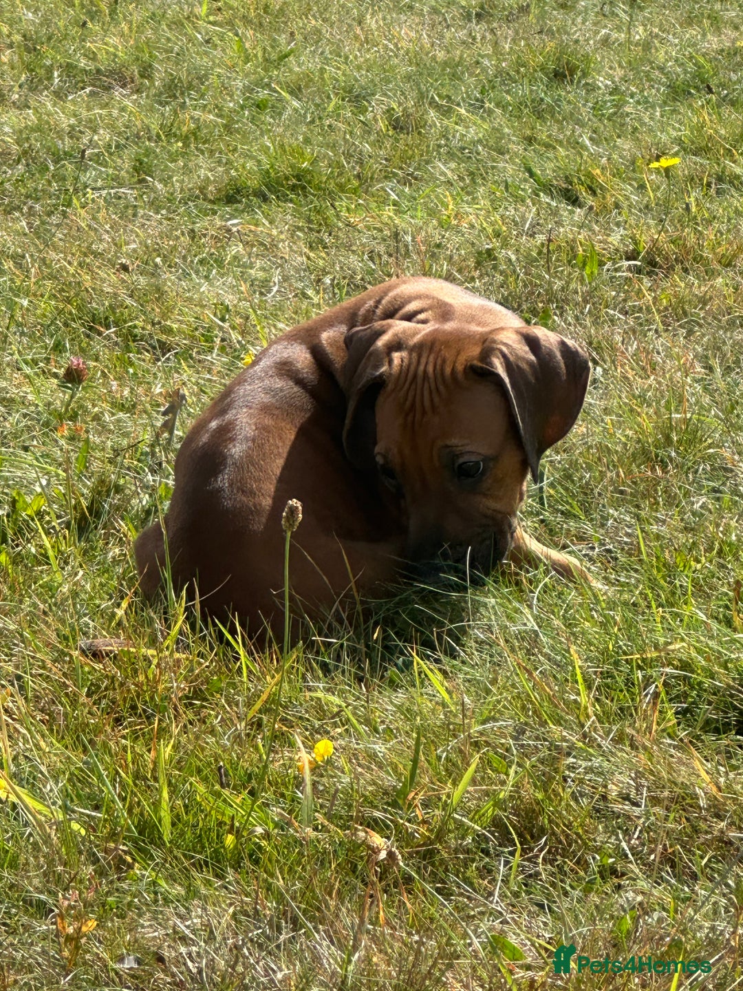 Rhodesian Ridgeback dogs for sale: Big bold bouncy bundles  - Image 10