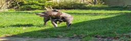 Staffordshire Bull Terrier dogs for stud: Male for Stud - "Sexy Rexy"  in Wolverhampton - Advert 10
