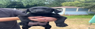 Labrador Retriever 2