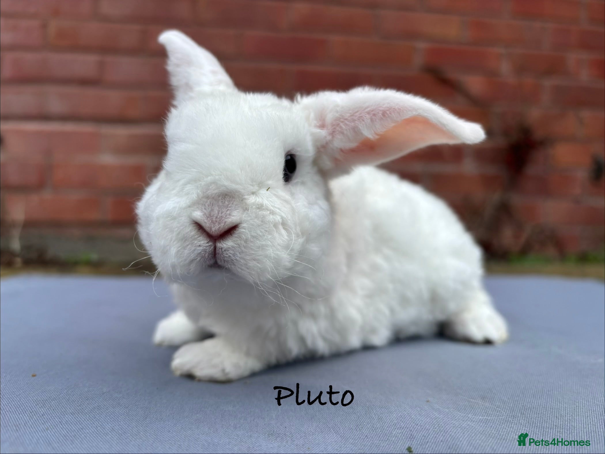 Mini Lop rabbits Pure Bred Mini Plush Lop- RESERVED  - Advert 17