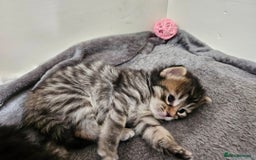 Bengal cats for sale: Elven Bengals - Image 27