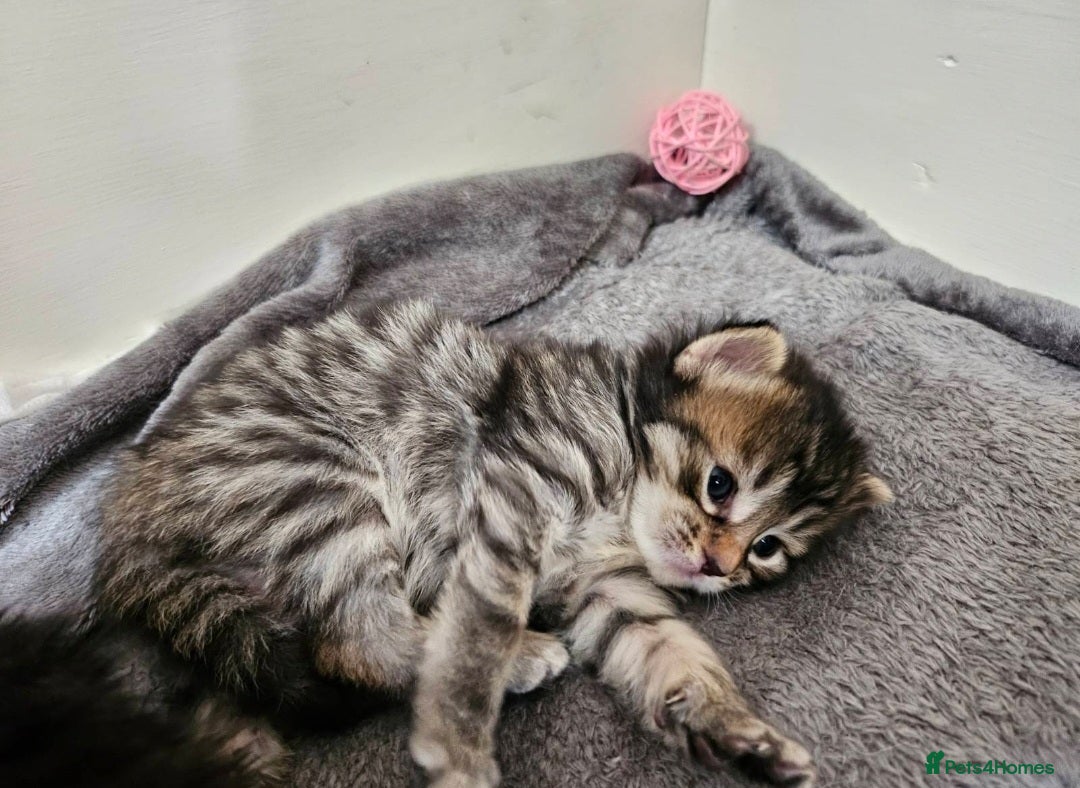 Bengal cats for sale: Elven Bengals - Image 27