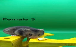 Hamster rodents for sale: Adorable baby Syrian hamsters  - Image 6