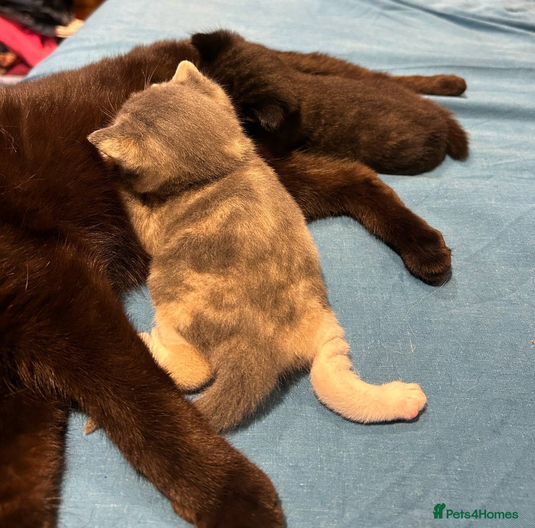 Mixed Breed cats for sale: Male and Female Kitten - Image 9