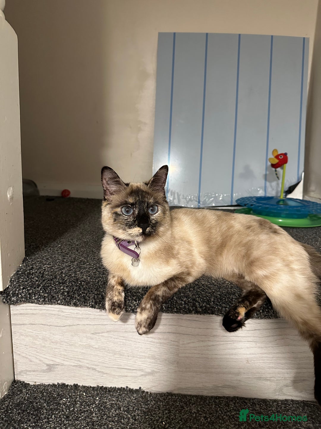 Mixed Breed cats for sale: Little boy  - Advert 2