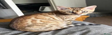 Bengal Kitten 3