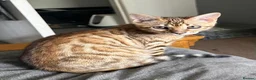 Bengal cats for sale: Bengal kittens  - Advert 2