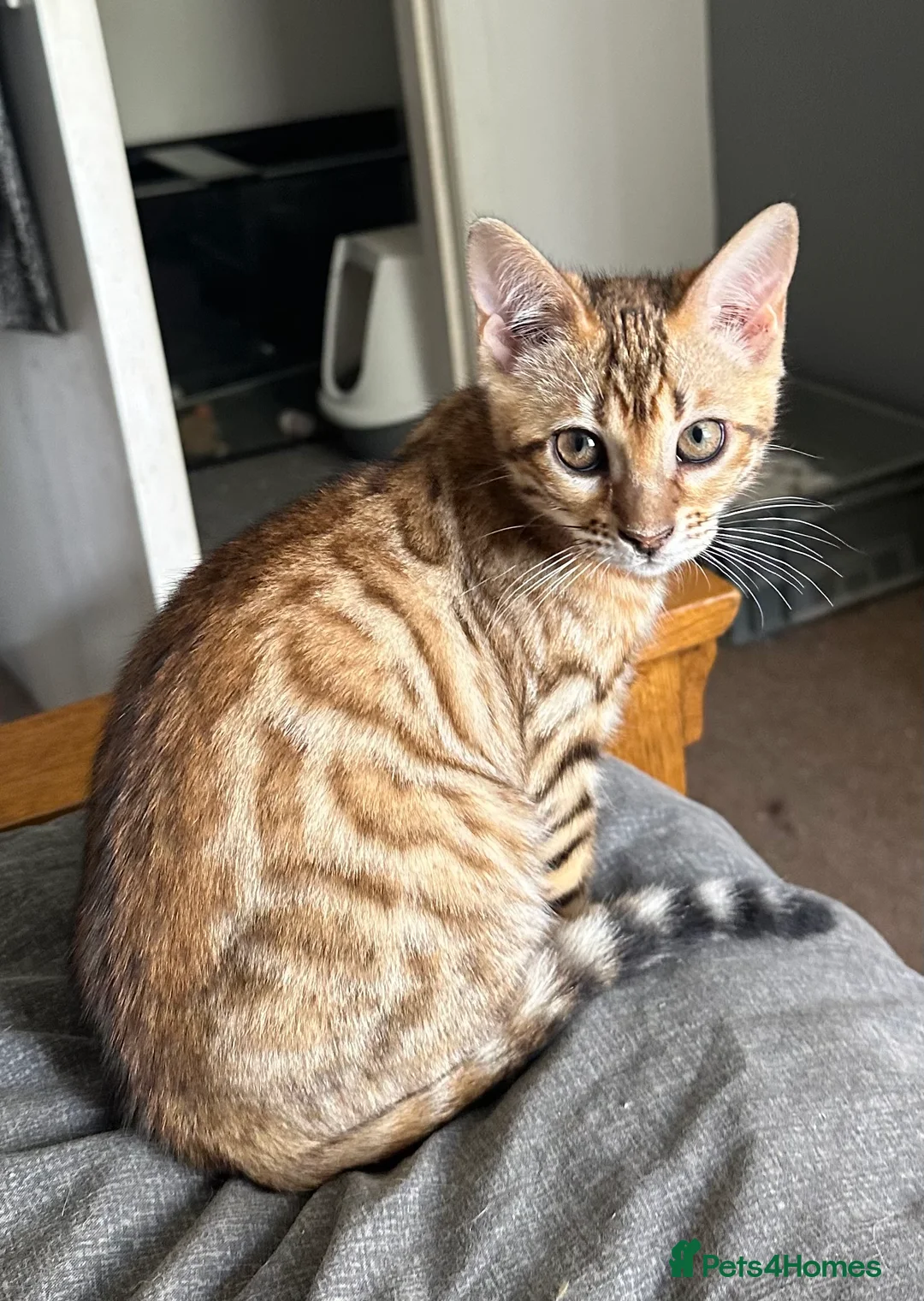 Bengal cats for sale: Bengal kittens  - Advert 2