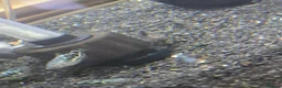Gouramis fish for sale: Opal line blue gourami  in Southport - Advert 5
