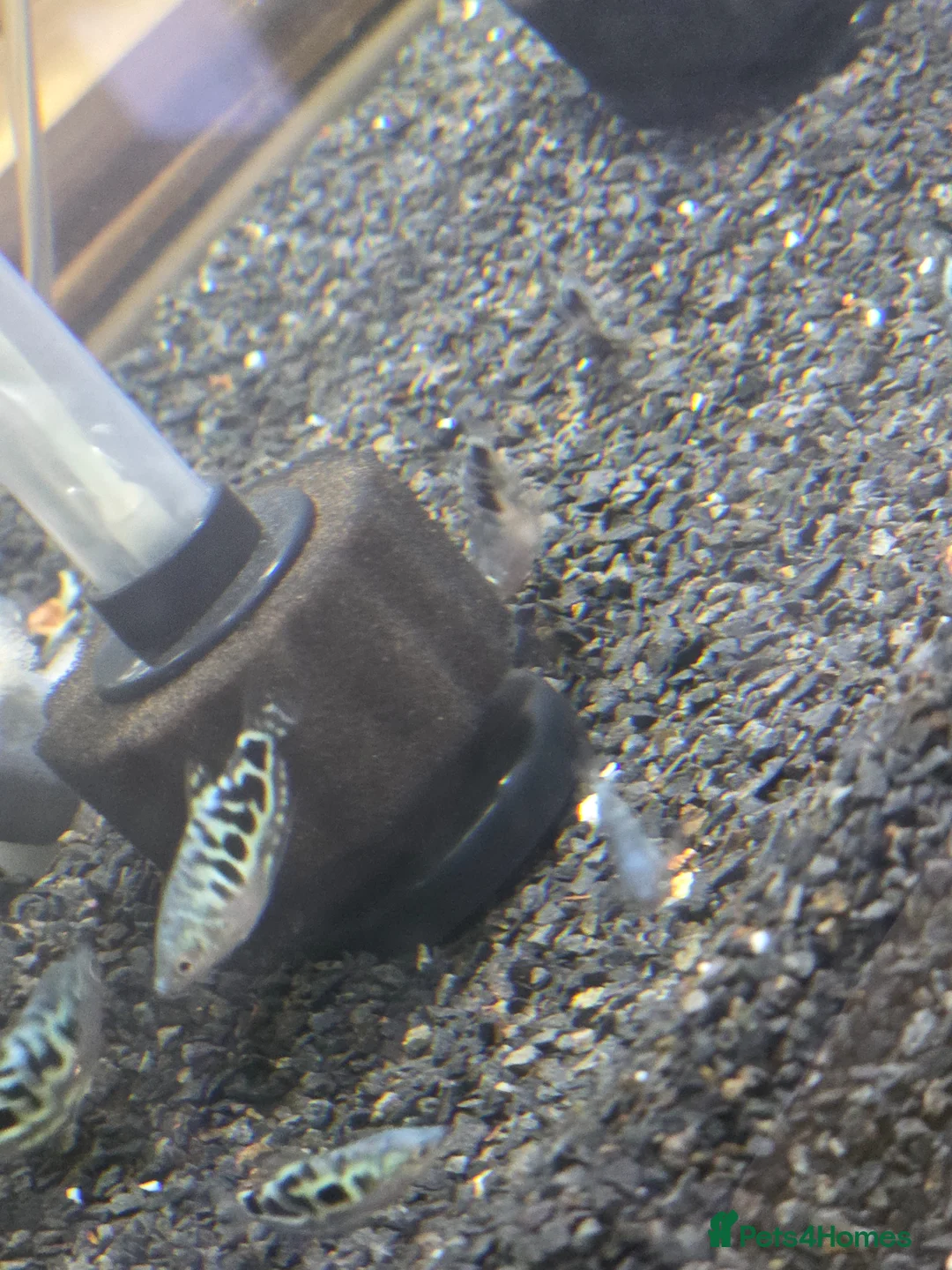 Gouramis fish for sale: Opal line blue gourami  in Southport - Advert 5