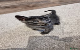 Savannah cats for sale: Gorgeous f5 kittens  - Image 4